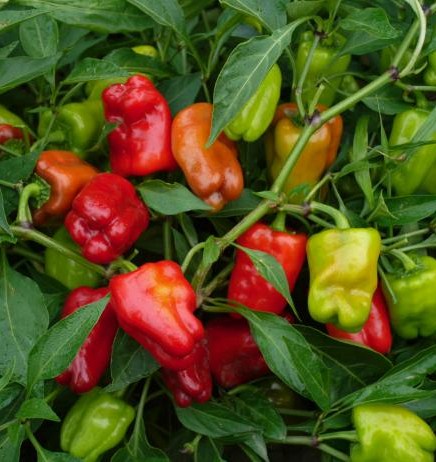 Semences Piment fort 'Heart' (Capsicum annuum)