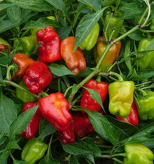 Semences Piment fort 'Heart' (Capsicum annuum)