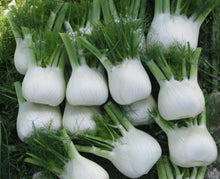 Plusieurs bulbes de fenouil blancs sont regroupés avec leurs tiges vertes coupées. Les bases larges montrent des couches arrondies et de légères lignes verticales. Du feuillage fin et plumeux entoure les tiges, surtout vers le haut de l’image. Les bulbes se chevauchent au premier plan, sur un fond sombre où ressortent les parties blanches et le vert des feuilles.