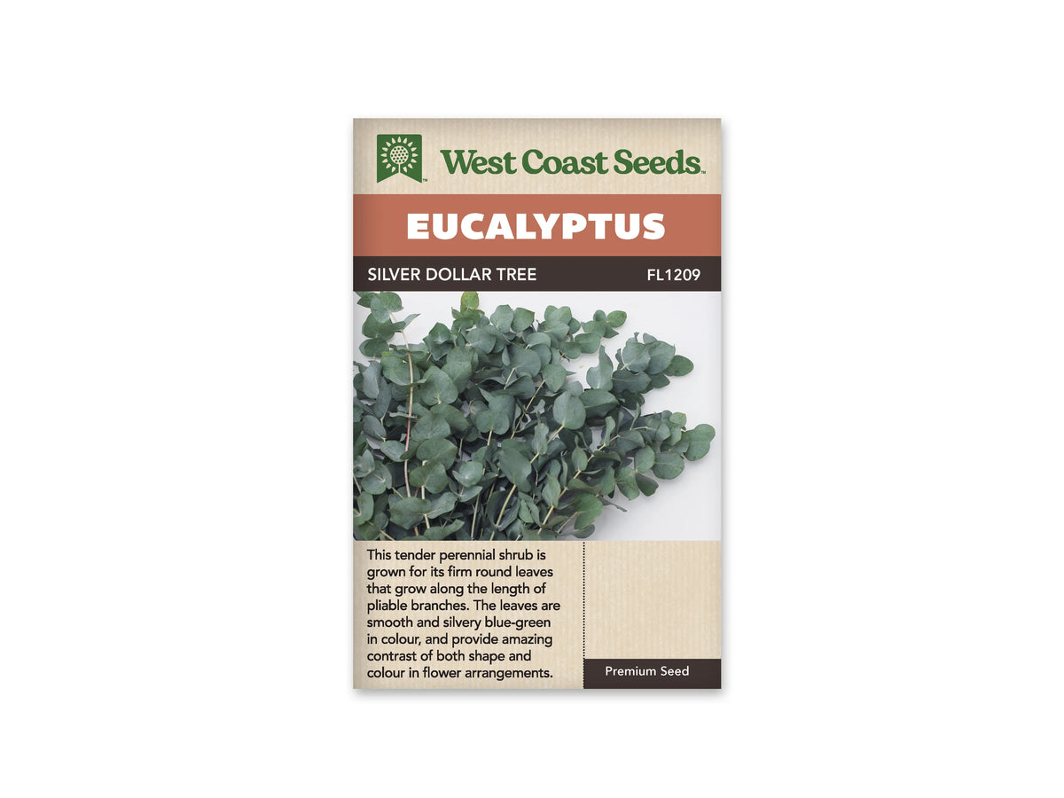 Sachet Silver Dollar Tree de West Coast Seeds sur fond blanc. La photo montre des rameaux aux feuilles rondes, bleu vert gris, disposés en bouquet sur un fond clair. Les feuilles se chevauchent le long de tiges fines. Le bandeau orangé indique Eucalyptus; la bande brune porte Silver Dollar Tree et le code FL1209.