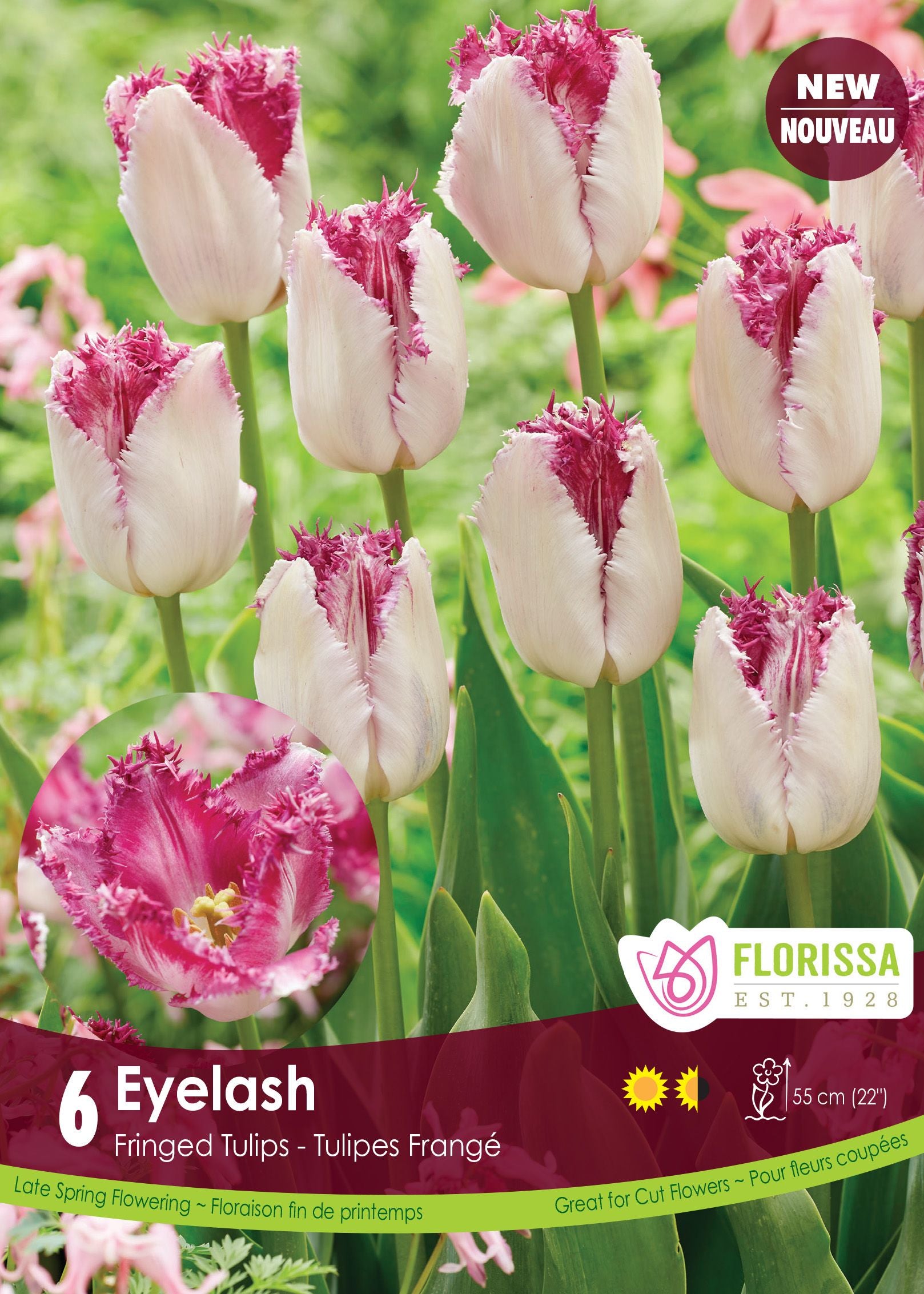 Tulipe Eyelash ( Tulipa ) : des tulipes blanches bordées de rose pourpré et finement frangées. Le visuel Florissa présente la plante et son nom dans la partie inférieure de l’étiquette. La photographie occupe presque toute la surface, tandis que le bandeau du bas rassemble les indications du produit. Cette vue permet de reconnaître son apparence et de distinguer la variété présentée.