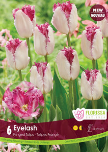 Eyelash Tulip