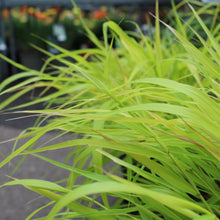 Hakonechloa 'All Gold'