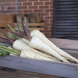 Organic 'Halblange' Parsnip Seeds by Gaia, product image prepared for Canadian gardeners.