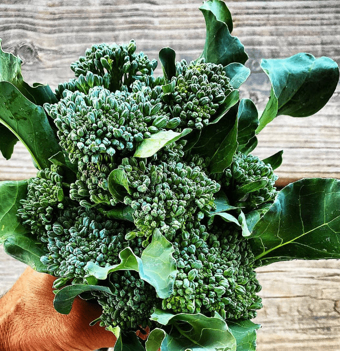 Brocoli vert calabrais à jets bio (<em>Brassica oleracea</em> var. <em>italica</em>)