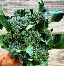 Brocoli vert calabrais à jets bio (<em>Brassica oleracea</em> var. <em>italica</em>)