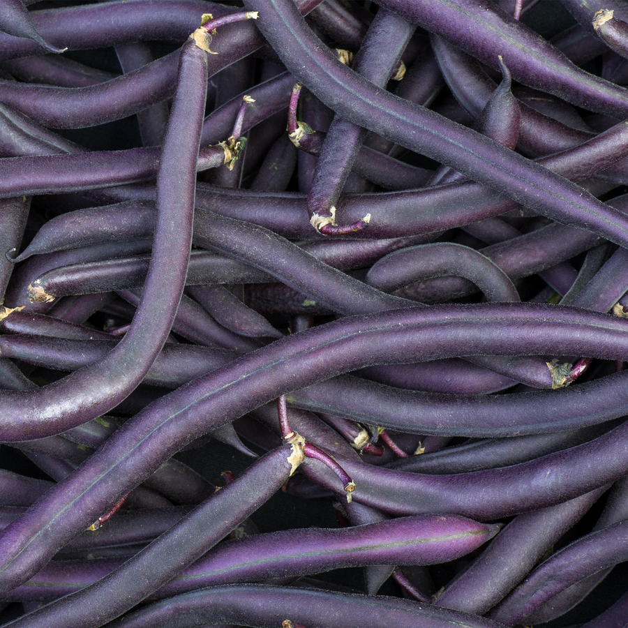 Amethyst Bean