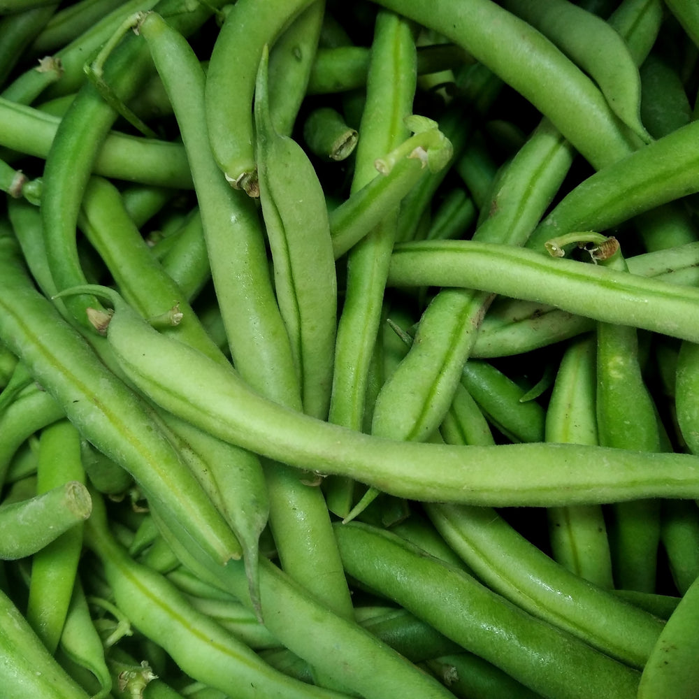 Dwarf bean 'Provider'