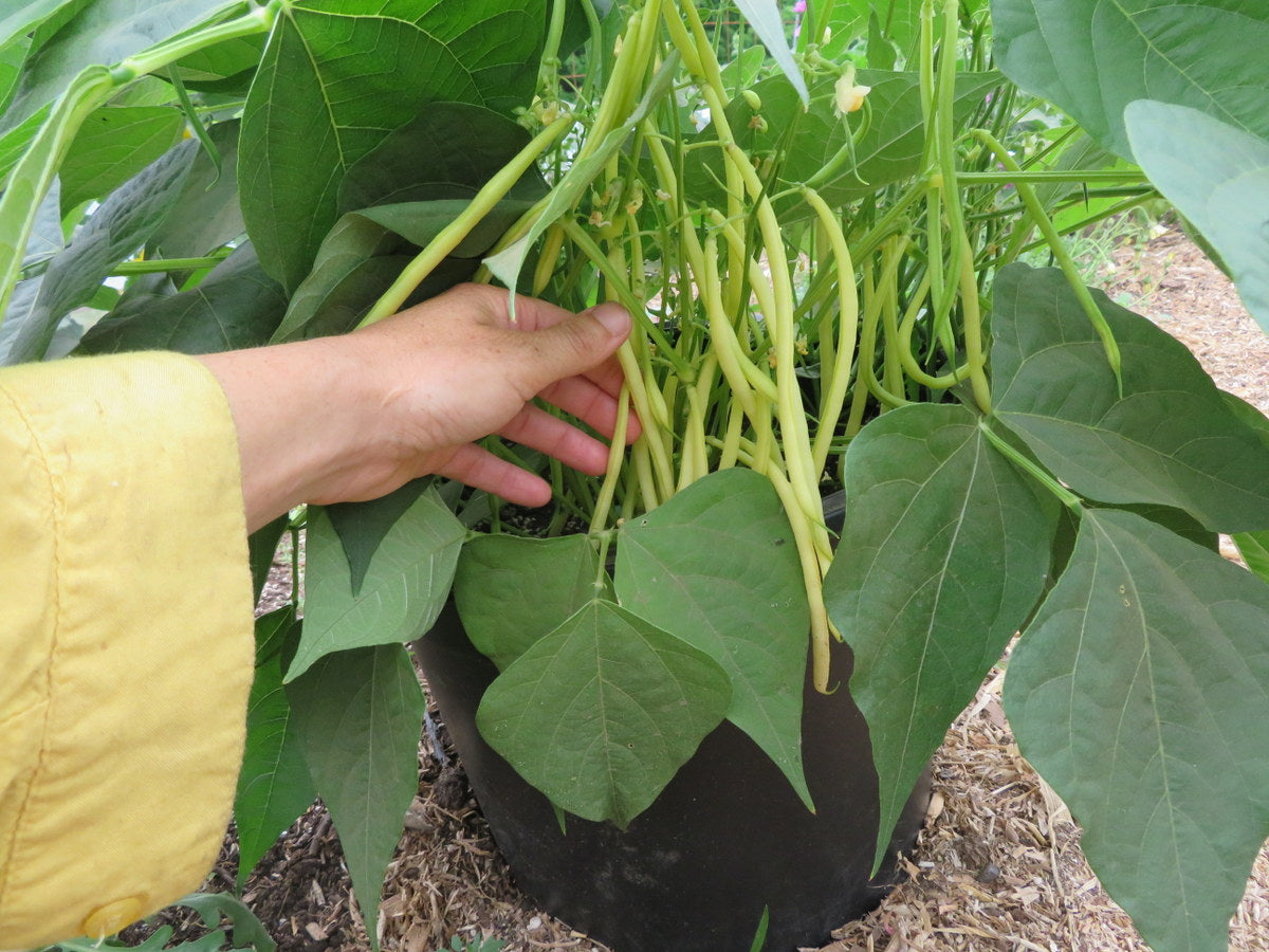 'Amarillo' Bean