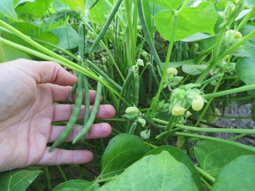 'Azuki' Bean