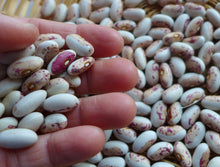 'Indian Green Berry' Bean