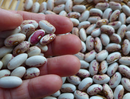 'Indian Green Berry' Bean