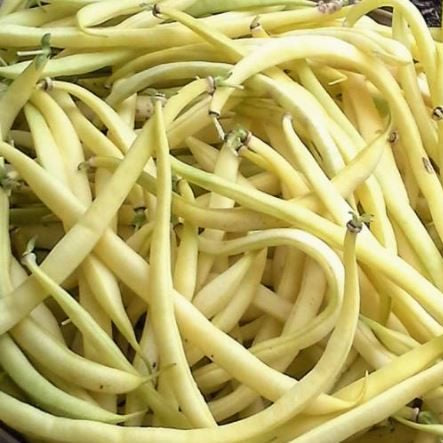 Organic 'Beurre de Rocquencourt' Bean