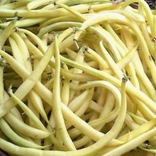 Organic 'Beurre de Rocquencourt' Bean