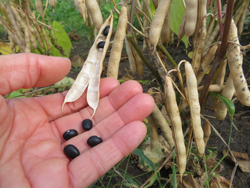 'Black Turtle' Bean