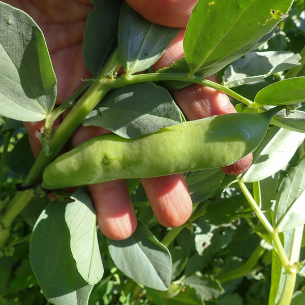 Fève 'Broad Windsor'