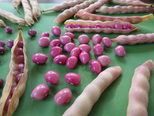 Haricot 'Coco Rose de la Meuse'
