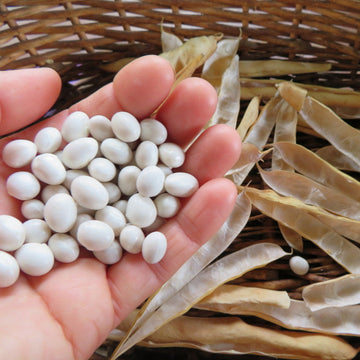'White Coconut' Bean