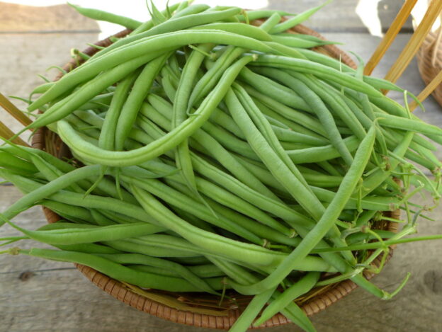 Haricot 'Délinel'