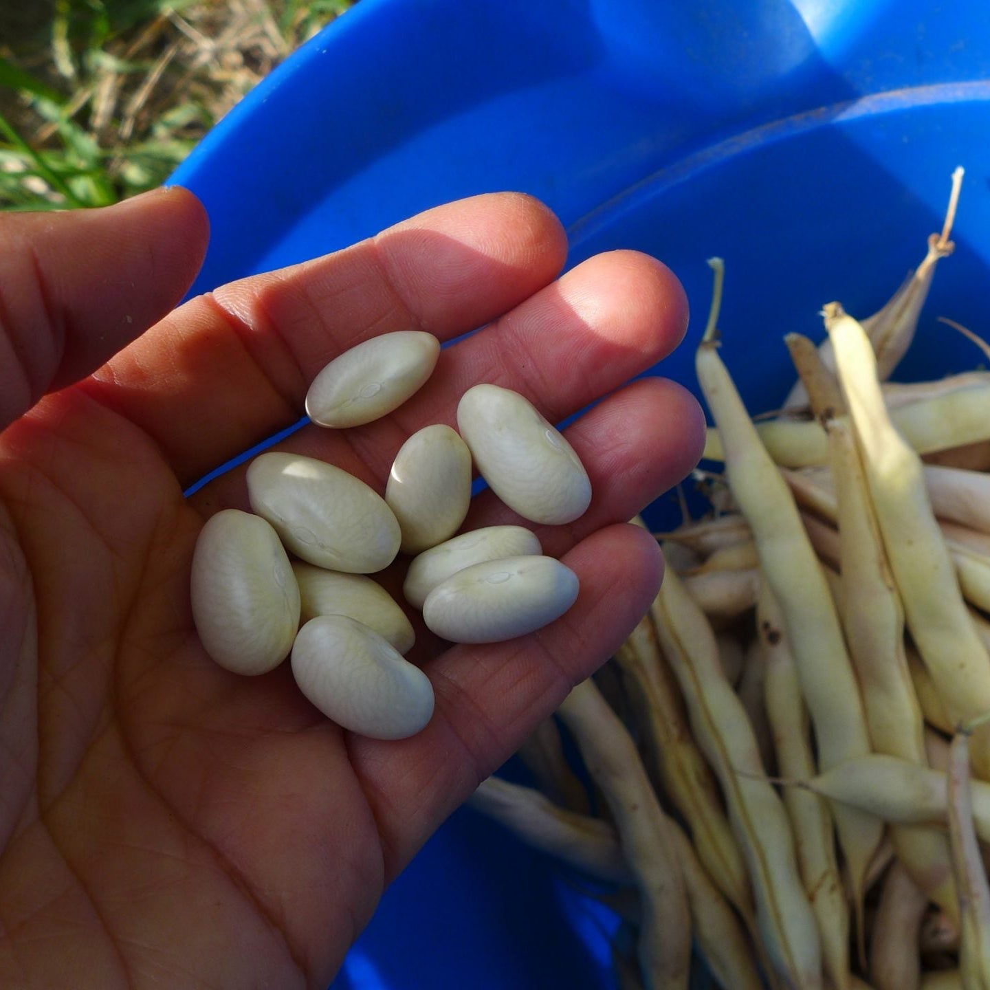 Haricot 'Deseronto Potato'