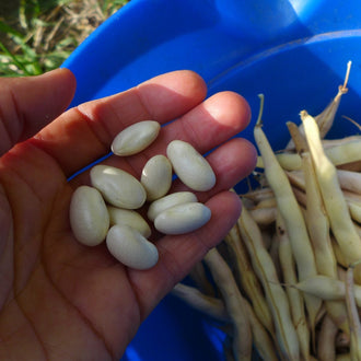 Bean 'Deseronto Potato'