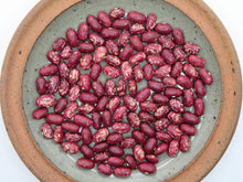 'Early Warwick' Bean