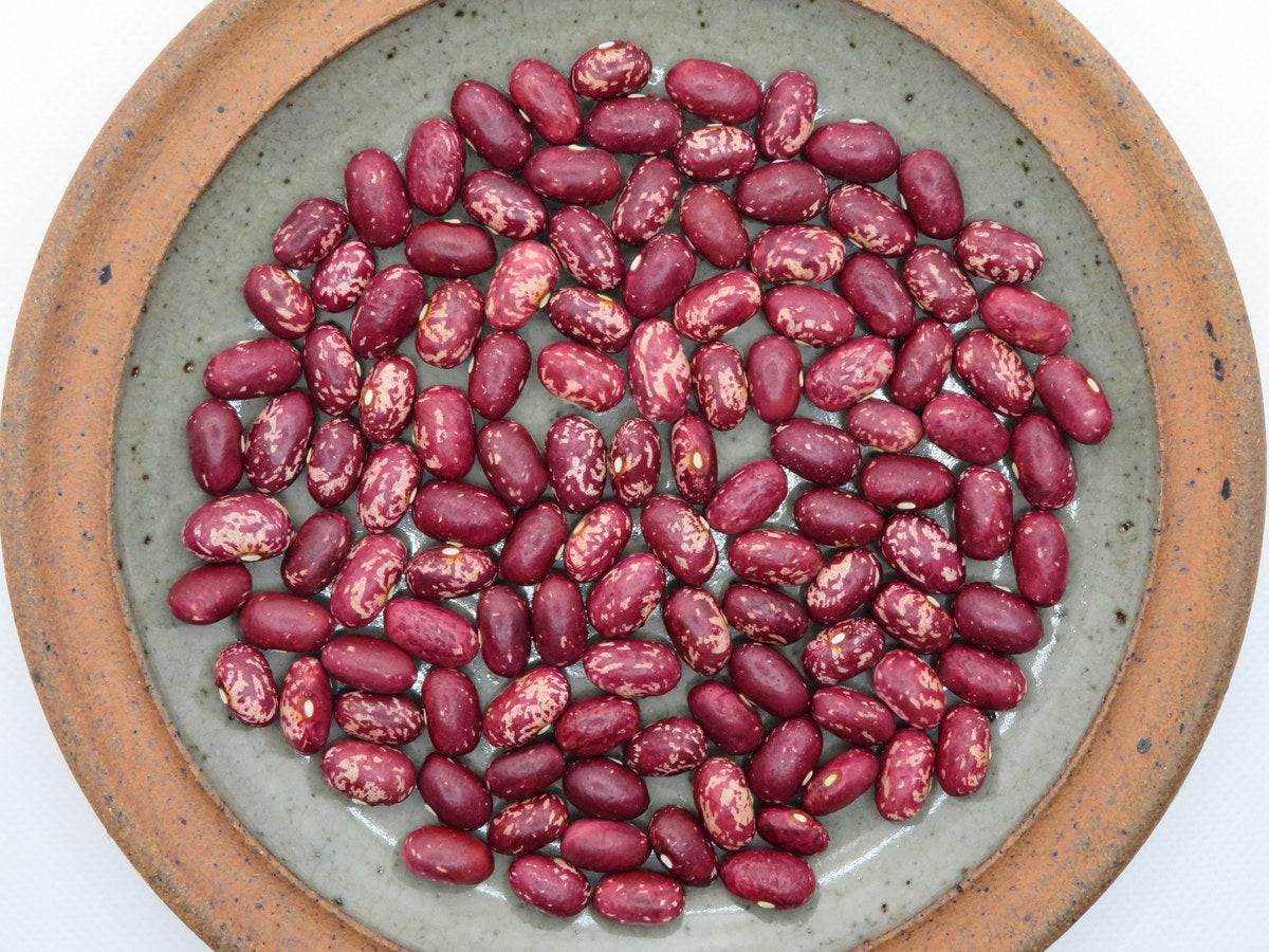 'Early Warwick' Bean