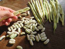 Haricot ‘Flageolet Blanc de Vitry’ (<em>Phaseolus vulgaris</em>)