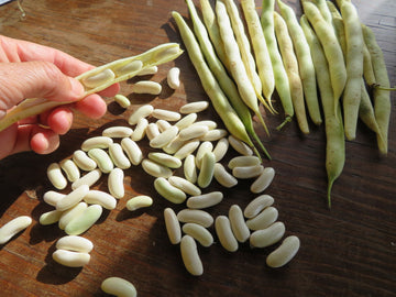 'Flageolet Blanc de Vitry' Bean