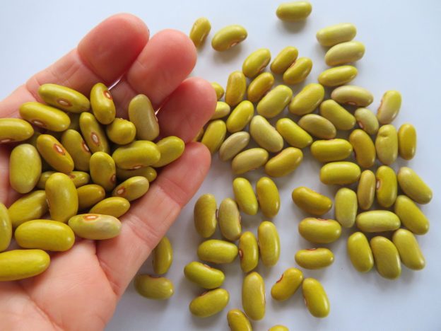 Haricot ‘Frisian Yellow Forest’ (<em>Phaseolus vulgaris</em>)