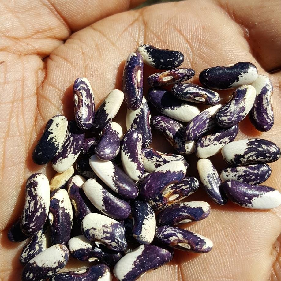 Organic 'Gaia's Cosmos' Bean