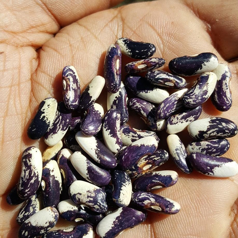 Organic 'Gaia's Cosmos' Bean