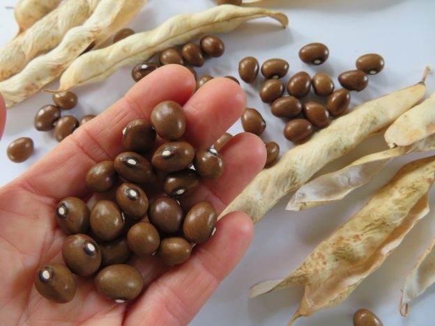 Haricot ‘Grain de Café’ (<em>Phaseolus vulgaris</em>)