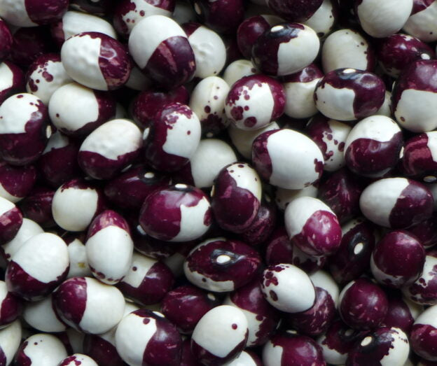 Haricot ‘Inca pea’ (<em>Phaseolus vulgaris</em>)
