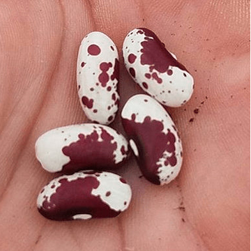 Organic 'Jacob's Cattle' Beans