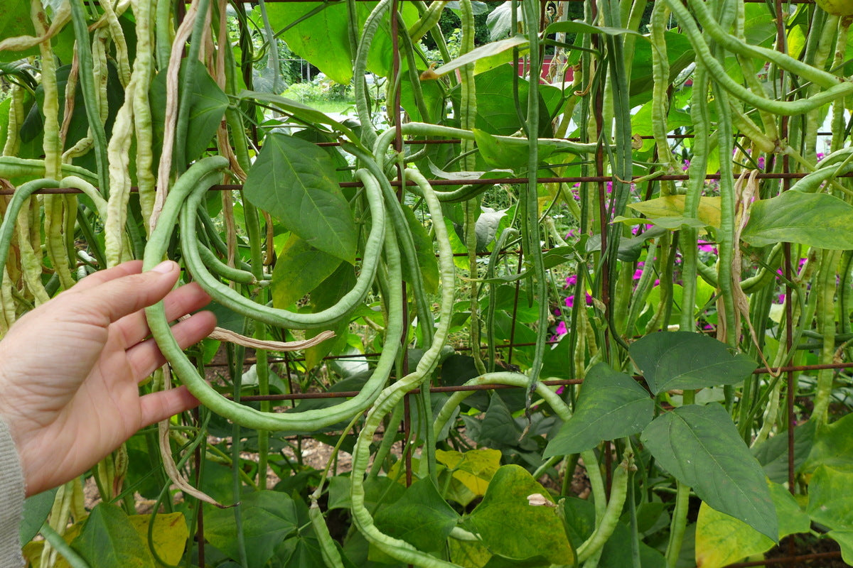 Haricot ‘Kilomètre’ (<em>Vigna unguiculata subsp. sesquipedalis</em>)