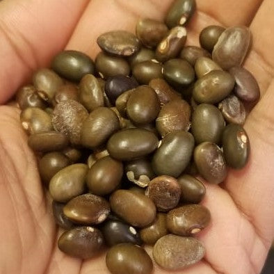 Haricot 'Malawi Green Mix' bio