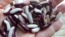 Haricot ‘Métis tigré rouge et blanc’ (<em>Phaseolus vulgaris</em>)