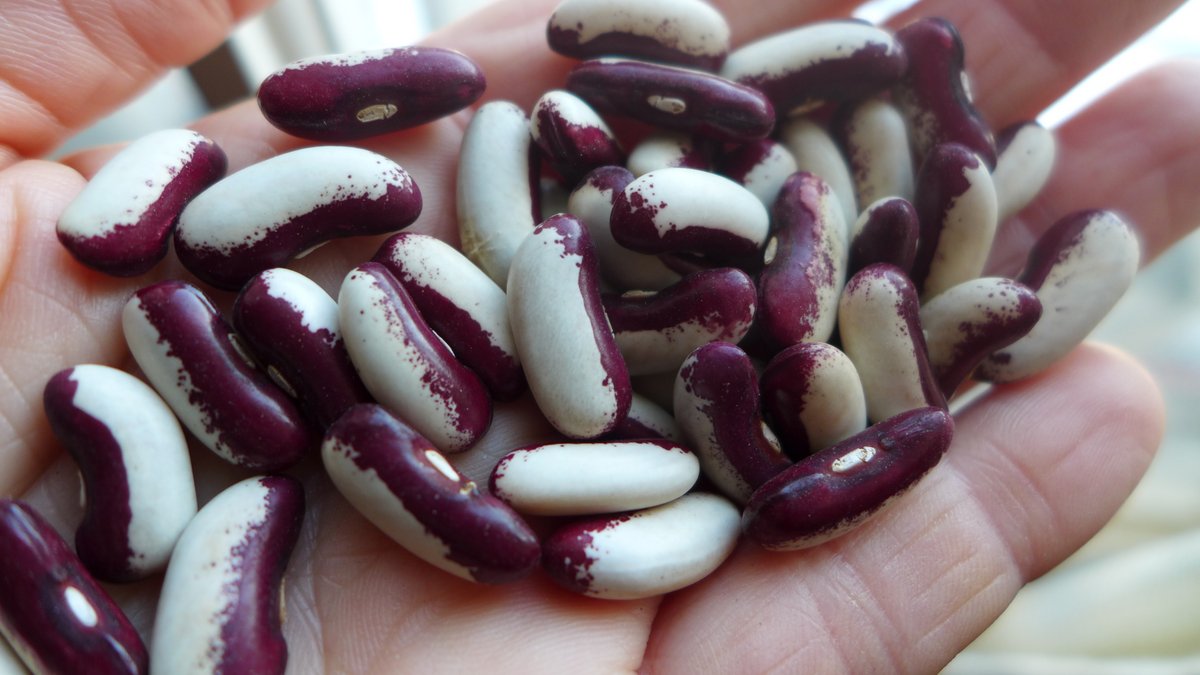 Haricot ‘Métis tigré rouge et blanc’ (<em>Phaseolus vulgaris</em>)