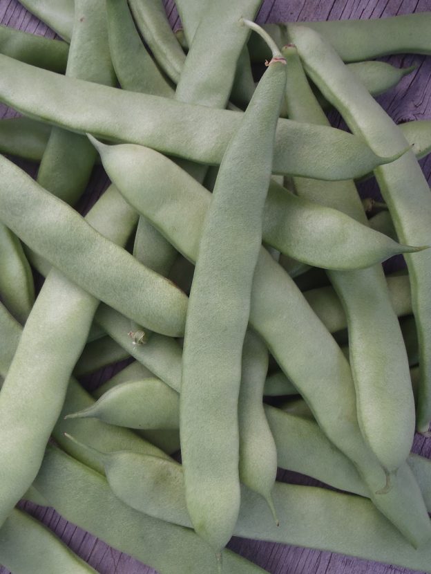 Haricot ‘Navarro’ (<em>Phaseolus vulgaris</em>)