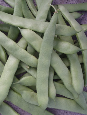 Bean 'Navarro'