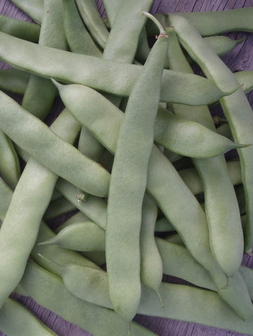 Haricot 'Navarro'