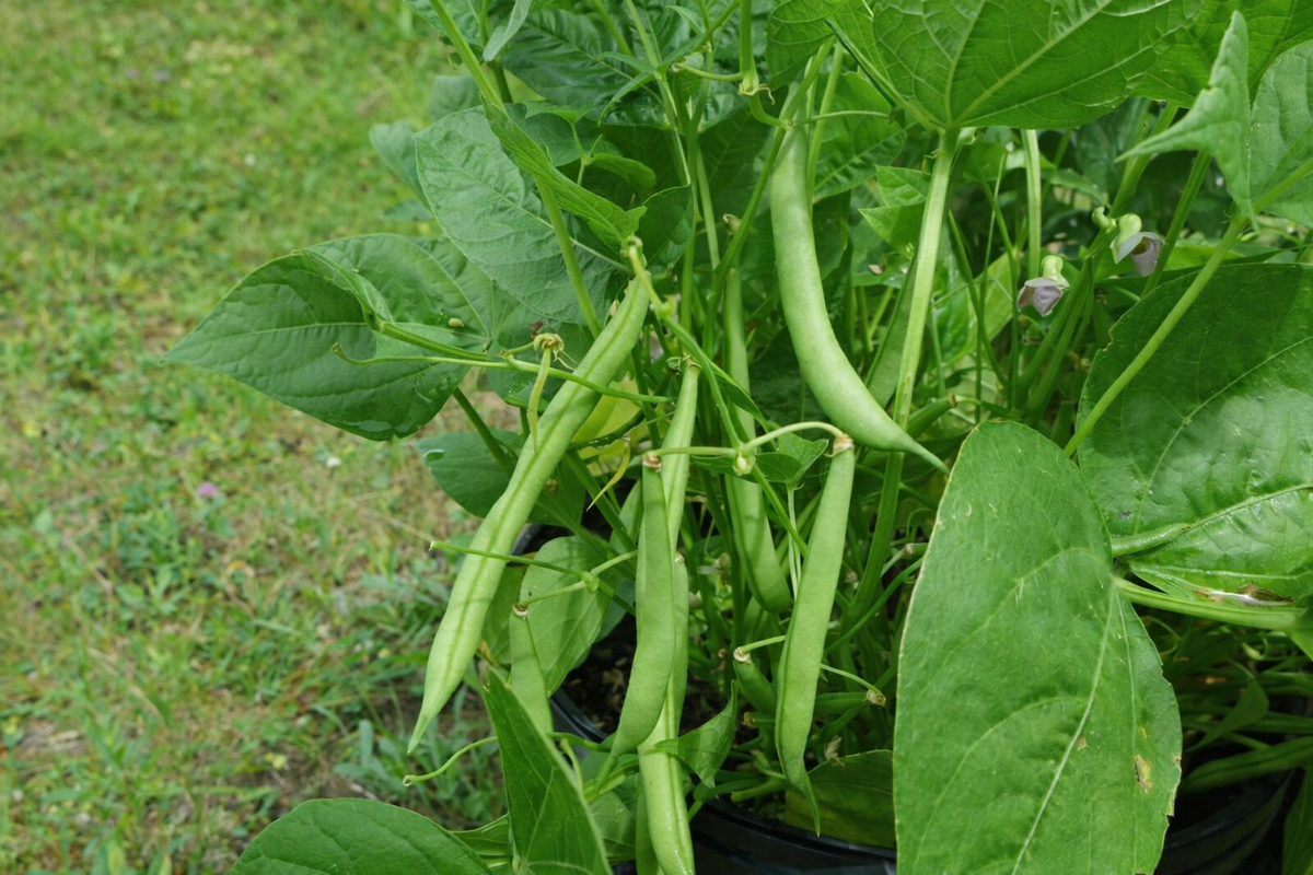 Haricot ‘Noir Hâtif Châteaurenard’ (<em>Phaseolus vulgaris</em>)