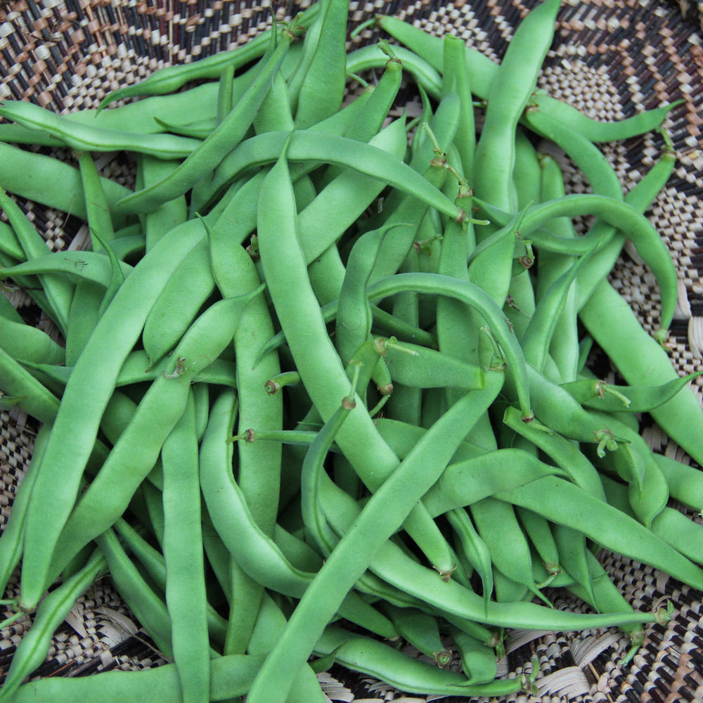 Haricot grimpant 'Northeaster' bio
