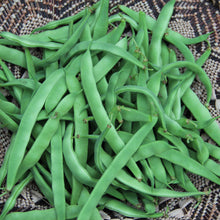 Organic 'Northeaster' climbing bean