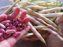 Haricot ‘Plein le Panier’ (<em>Phaseolus vulgaris</em>)