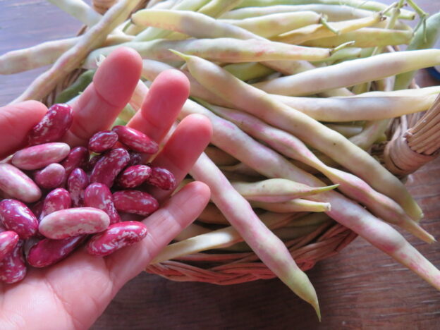 Haricot ‘Plein le Panier’ (<em>Phaseolus vulgaris</em>)