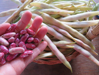 Bean 'Plein le Panier'