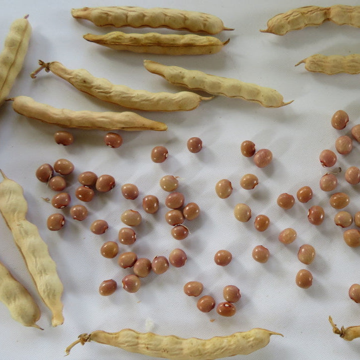 Haricot ‘Polish’ (<em>Phaseolus vulgaris</em>)