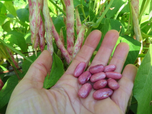 Haricot ‘Princess Rose’ (<em>Phaseolus vulgaris</em>)